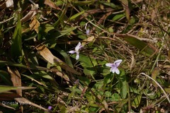 Viola betonicifolia